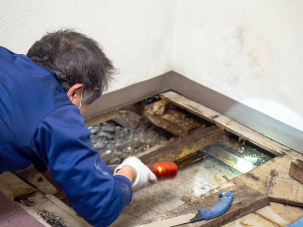 Best Emergency Mold Removal  in Marcellus, MI