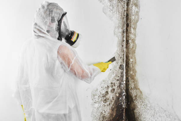 Best Local Mold Removal Service  in Marcellus, MI