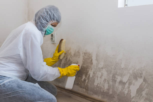 Best Fast Mold Removal  in Marcellus, MI