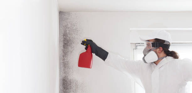 Best Mold Removal and Inspection  in Marcellus, MI