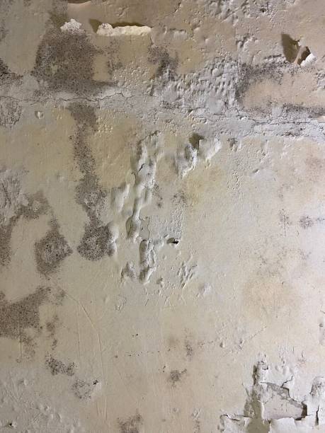 Best Residential Mold Removal  in Marcellus, MI