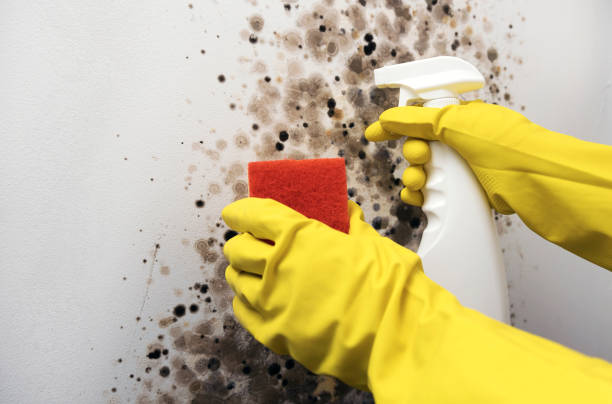 Best Professional Mold Removal  in Marcellus, MI
