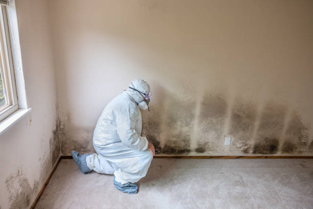 Mold Removal and Inspection in Marcellus, MI