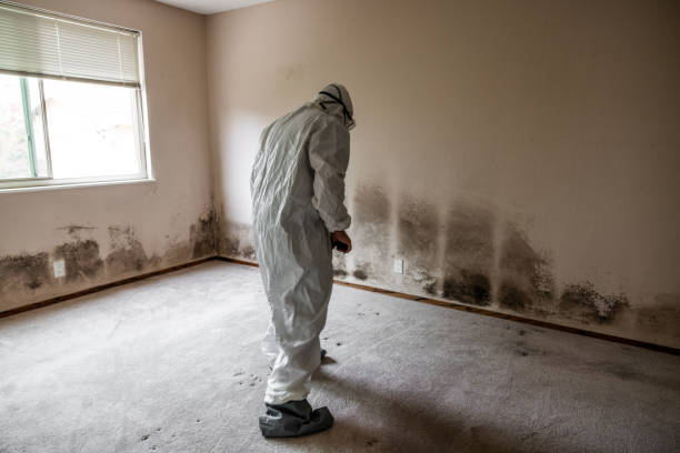 Best Fast Mold Removal  in Marcellus, MI