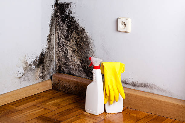 Best Crawl Space Mold Removal  in Marcellus, MI