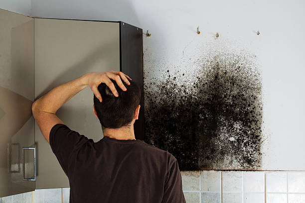 Best Mold Removal Specialists  in Marcellus, MI