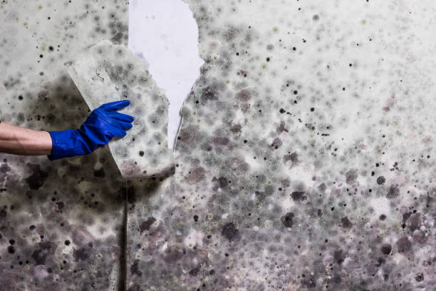 Best Crawl Space Mold Removal  in Marcellus, MI