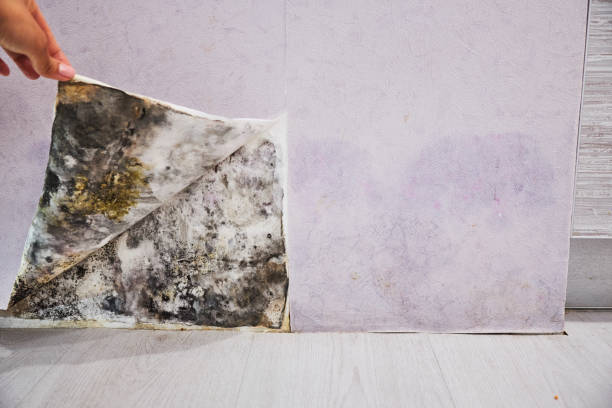 Best Best Mold Removal Companies  in Marcellus, MI